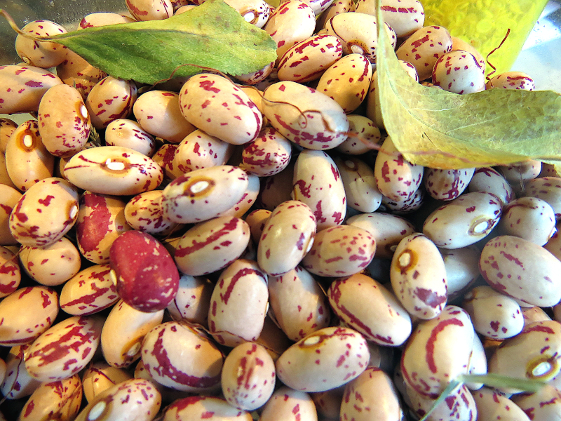 Volga Siberian pole bean